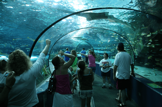 ripleys-aquarium